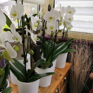 PLANTE Orchidee phaleanopsis cascade blanche