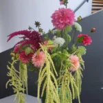 amaranthe-dahlia-celosie